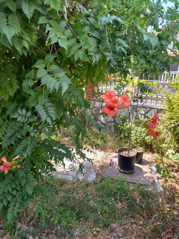 Traveler'S Rest - Near Podgorica Airport Mitrovici (Podgorica) Exterior foto